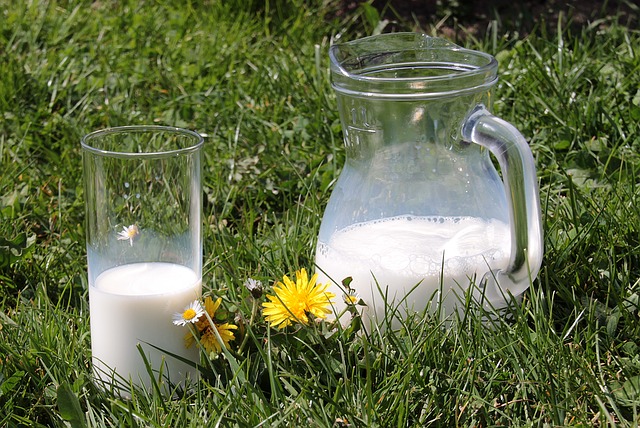 Whey Protein Shake - das Pulver wird aus Milch gewonnen