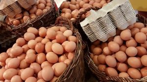 Aus Eiern wird Egg Protein hergestellt