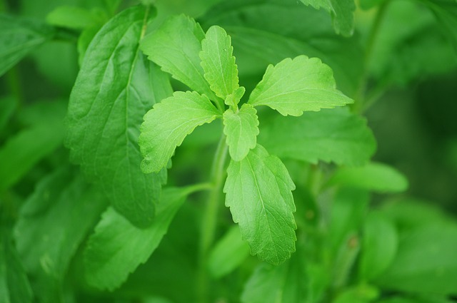 Die Stevia Pflanze liefert eine natürliche Süße ohne Kalorien